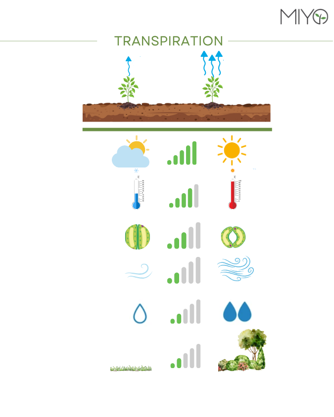 Einflussfaktoren für Transpiration
