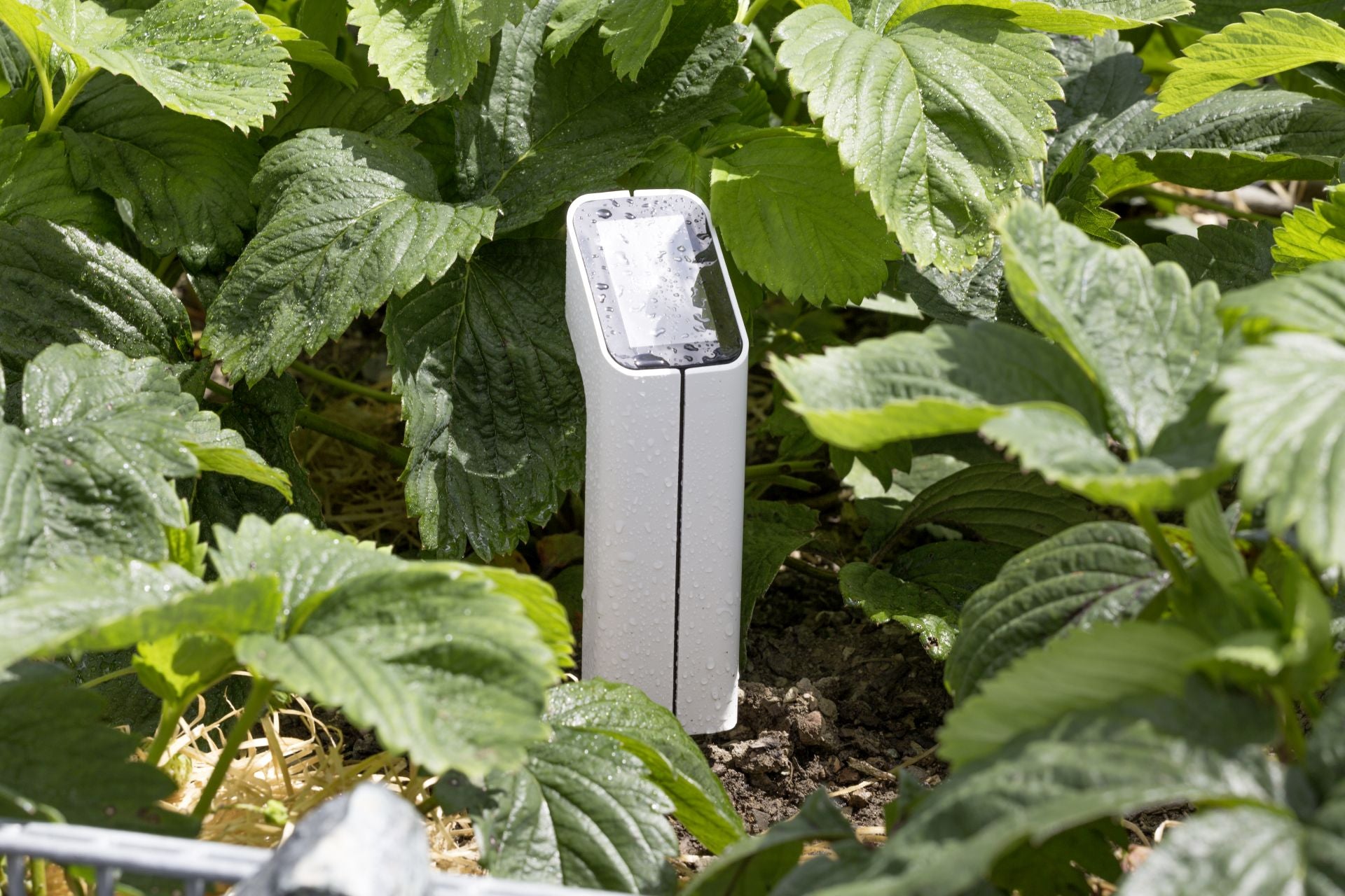 MIYO Bodenfeuchtesensor S2 für die automatische Bewässerung im Garten installiert zur Bodenfeuchtemessung